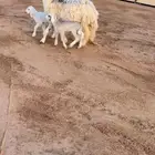 شاه حريه متوم