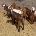 جفار مشاريك قبرصي