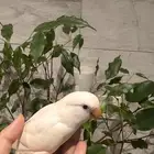 فرخ روز البينو نهاية غر ويكسر حب تم البيع