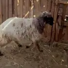 رخله نعيم جذعه