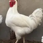 دجاج تركي ابيض صافي جروم طيبه ماشاءالله