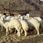 رخال جذعات مقنوووي