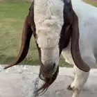 فحل بورقوت