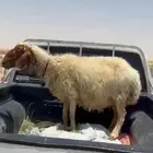 شاه نعيميه دافع
