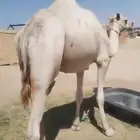 ركبي سوداني طايع