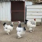 3 اطقم دجاج براهما للبيع