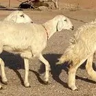 حريات صنف منوة ألقاني(تم البيع)