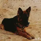 أنثى جيرمن شيبرد