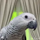 للبيع كاسيكو بالقفص حقة