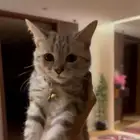 قطة منزلية للبيع