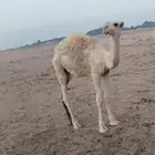 للبيع قعود باتلي له 6شهور ابوه على بويضان ابوعجاريد وامه طيب