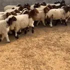 هرافي نعيم طيبه هرفي ربط