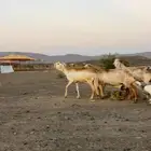 للبيع اربع سواكن درمانيات ثنتين خلفات وثنتين دفيع