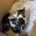 قطط للتبني