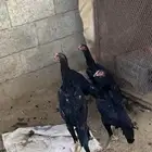 شامو الماني