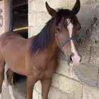 مهر شعبي