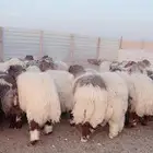 نعيم خرفان فل شحم