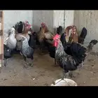 دجاج وديوك