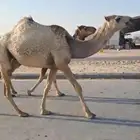 بكره شقحاء كفو   على حشششار بعير الرويس