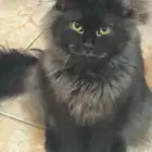 قطين للتبني