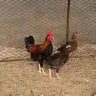 دجاج بلدي ترثه