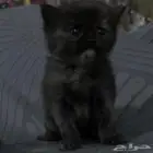 2كتن للتبني مع امهم حامل برسوم