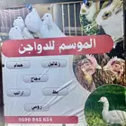 الموسم للدواجن زغاليل