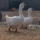 وز روسي جوز فاخر حجم تب