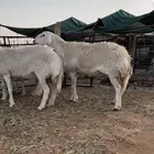 للبيع شياه حريات مقاني