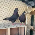 قطايف معاريف