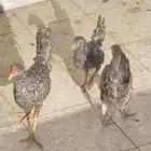 دجاج تركي شبابي