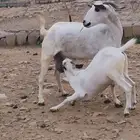 عنز بيشية فاخرة جرم صلاتي على النبي