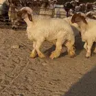 جدعان نعيم صنف للبيع