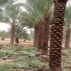 نخل للبيع المزاحمية المشاعله الجله