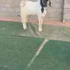 تيس خصم مشروك قبرصي ( أجم )