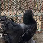 زوج رقاص