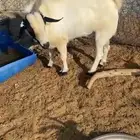 تيس فحل ثني للبيع