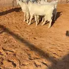 جفرات شاميات خصمم