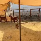 ماعز خلفات جنوبيات مهجن