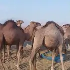 قروب لبيع الحاشي البلدي بالربع والثمن بالجموم