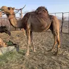 ناقه حايل