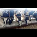 عجول هولندي ( هولشتاين)