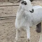 عنز بيشية فاخرة جرم صلاتي على النبي
