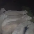 طليان حريه