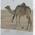 للبيع ناقه عشرا من هجن الشيوخ