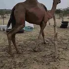 ناقه حمرا