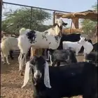 فحل بيشي امرخ