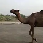 بكره للبيع