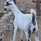 جفرة ببشية فاخرة جدا
