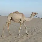 قعود لقي هجن وصله هجن او فرديات